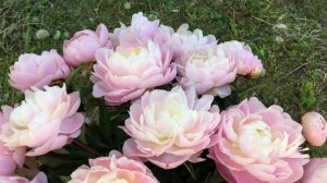 Пион Миссис Франклин Д. Рузвельт. Peony Mrs. Franklin D. Roosevelt