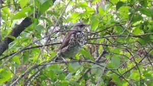 bird , city , птицы в городе