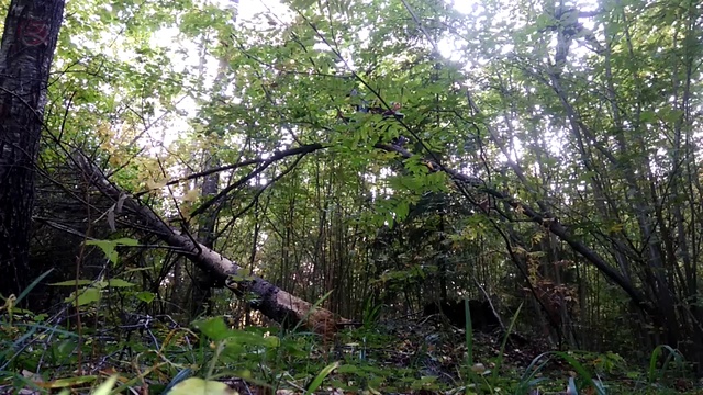 орех лазание 2 по лесу туризм смотреть онлайн