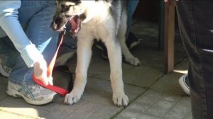 ДТ-69. Тревожный щенок восточно-европейской овчарки.