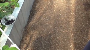 Дегустация ежевики Натчез