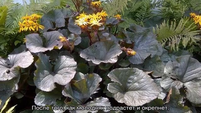Бузульник — посадка и уход в открытом грунте
