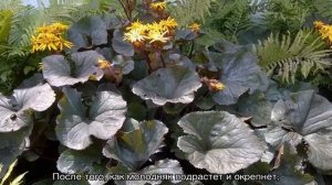 Бузульник — посадка и уход в открытом грунте