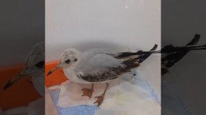 Чайку подобрала  24 сентября со сломанным крылом, теперь появилась еще проблема с ножкой