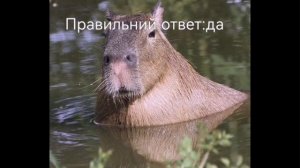 тест на капибару #капибара #мем #смешно