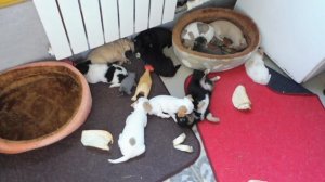 14 ЩЕНКОВ ЧИХУА - УХОД И ВОСПИТАНИЕ #КУПЛЮЧИХУАПРОДАЮЩЕНКА( ПИТОМНИК "МАРИ МИСТИК" )