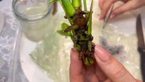 Кто кого нашел?! Я его или он меня? 😁 Ты Антуриум? Не много о фитоспорине, не много о Корневине