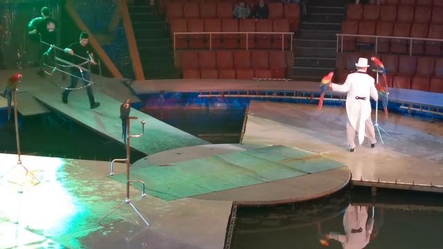 Дресированые попугаи Московского цирка смотреть онлайн