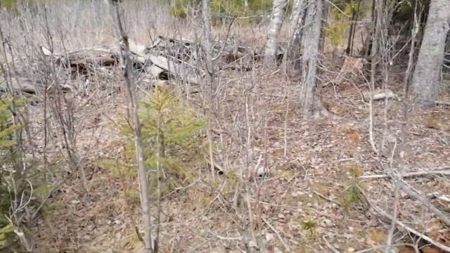 Поиск рогов лося. Апрель 2021 смотреть онлайн