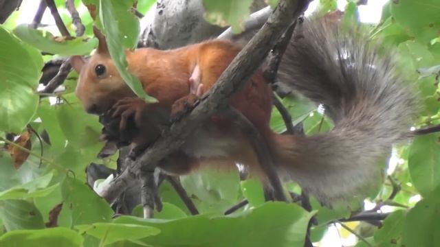 Squirrel eating a walnut смотреть онлайн