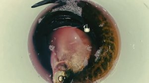 Первая Рыбалка в Беларуси!.