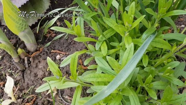 Неприхотливые МНОГОЛЕТНИКИ которые ОЧЕНЬ легко ВЫРАСТИТЬ из семян