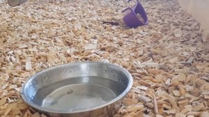 Как купаются какарики ❤ Прыгающие попугаи