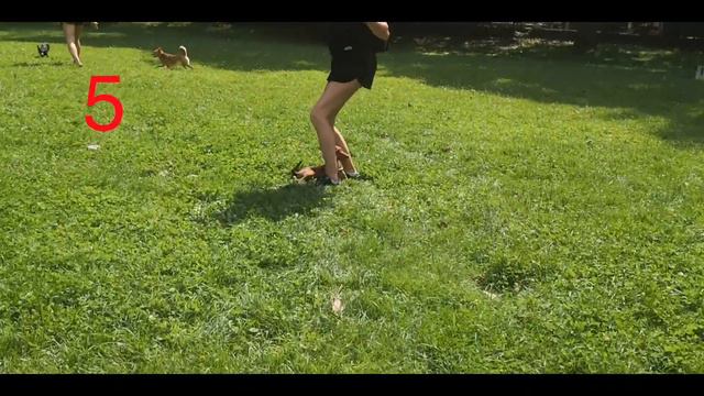 ✌️ Miniature Pincher 🤪 Funny Cute Cats Dogs 2021 смотреть онлайн