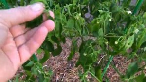 Работа в огороде часть 1