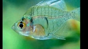 СТЕКЛЯННЫЙ ОКУНЬ.УХОД, СОДЕРЖАНИЕ, КОРМЛЕНИЕ, СОВМЕСТИМОСТЬ И РАЗМНОЖЕНИЕ