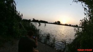 как поймать крупного толстолобика на базе камыши