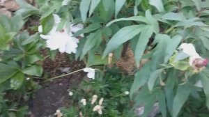 Клематис ранний цветущий лемон дреам