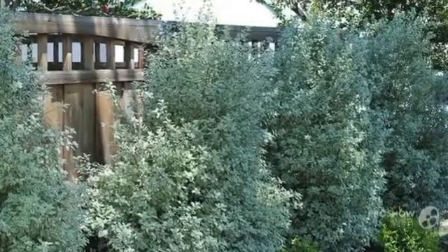 Pittosporum - garden plants смотреть онлайн