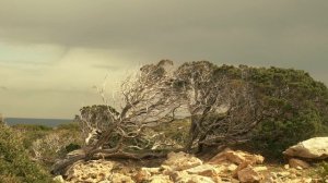 Монах Симеон Афонский. Мальчик, куда идешь?