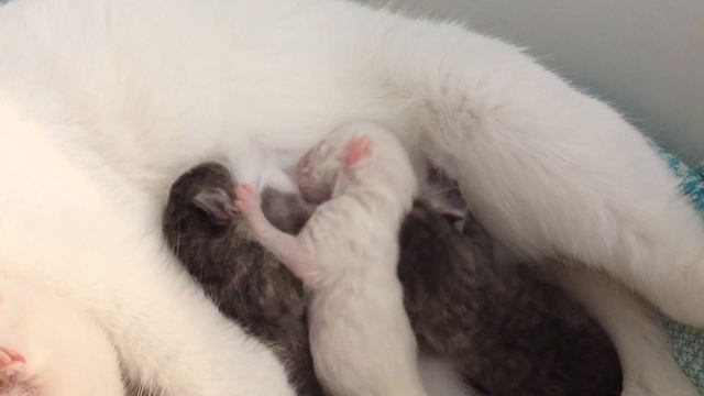 Новорожденные котята дерутся, борьба за жизнь. смотреть онлайн