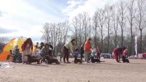 ТАКСА СТАНДАРТНАЯ ДЛИННОШЕРСТНАЯ. Сравнение на ЛК.