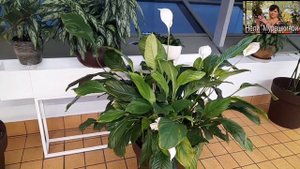 Кашпо для комнатных растений. Мой опыт применения.