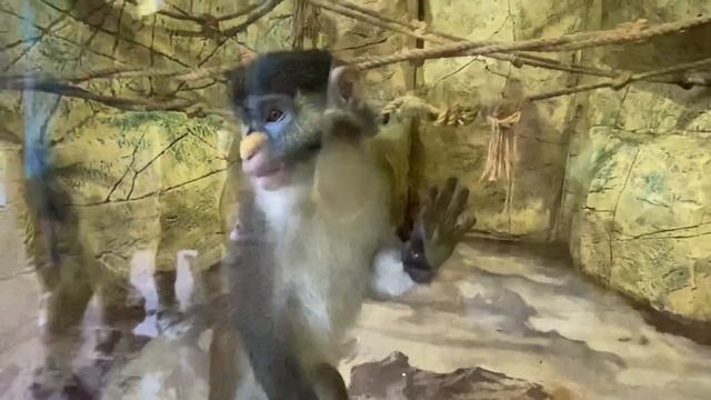 Скоро домой/пробки/времени не хватает/Парк Ривьера/Дельфинарий/зоопарк Рио смотреть онлайн