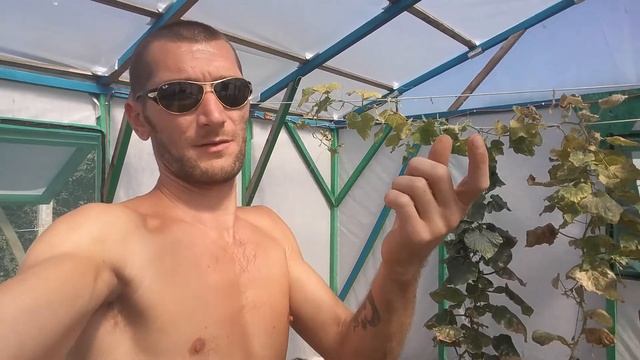 Огурец на гидропонике.Что нужно сделать когда закончился сезон.Разборка системы RDWC смотреть онлайн
