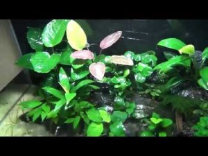 WRGB в аквариум своими руками. Внимание! Применение кулеров для охлаждения обязательно!