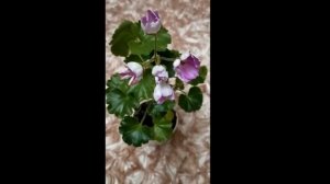 Лучшие сортовые пеларгонии.Одна из немногих... Сиреневая тюльпановидная пеларгония  Linnea Andrea.