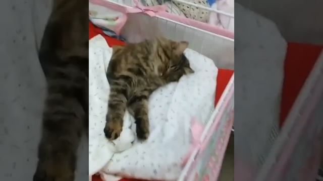 Котенок спит в кроватке в магазине