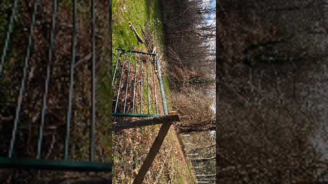 Live débroussaillage + abatage un acacia qui est mort смотреть онлайн