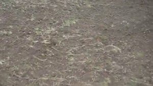 Корни калины