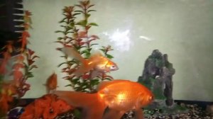 КУДА ПРОПАЛИ СОМИКИ