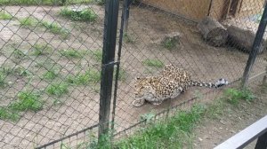 Гепард заигрывает с посетительницей