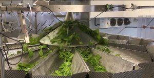 Дозирование и упаковка Салатов (Рукола, Романо, Кейл, Шпинат) в Лоток