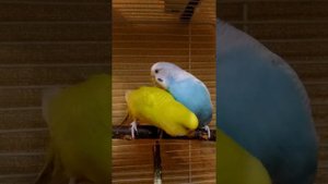 Marriage games budgies/Брачные игры волнистых попугаев
