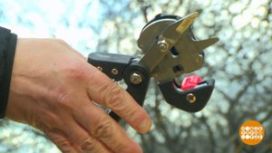 Время делать прививки... деревьям! Доброе утро. Фрагмент выпуска от 16.04.2021