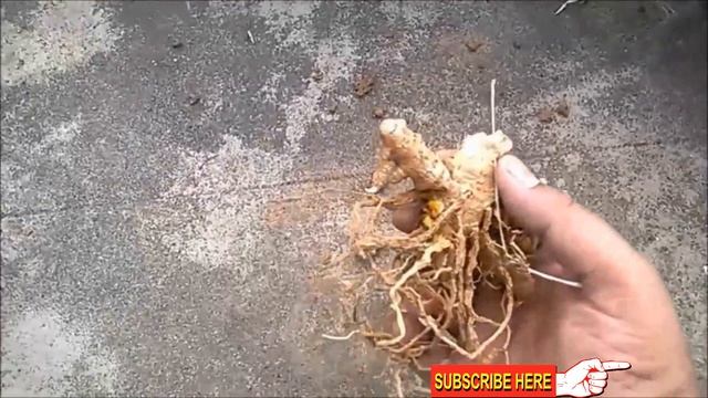 How To Grow Turmeric/Curcumin at Home in Containers смотреть онлайн