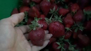 Продолжаем собирать клубнику сорт Вебенил//Купить саженцы клубники Вебенил от производителя Украина