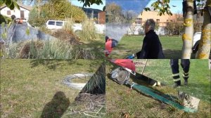 Arranque de macollas de Cortaderia selloana mediante cabestrante portatil