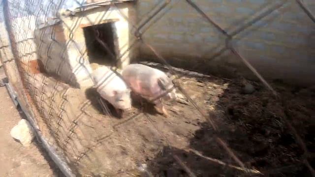 ПЕРЕСЕЛИЛИ СВИНЕЙ НА ДАЧУ! смотреть онлайн