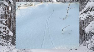 Елена Богоявленская, воспитатель Школы № 1454 "Тимирязевская". Следы зверей на снегу