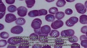 Как лечить пироплазмоз у собаки?