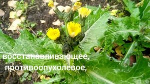 ОСОТ ОГОРОДНЫЙ.Sonchus oleraceus.Описание,лечебные свойства.