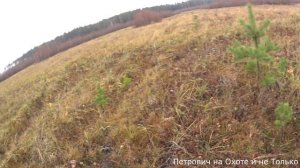#ОХОТАНАЛОСЯ#ОХОТА НА ЛОСЯ В ПОДМОСКОВЬЕ. ЛОСИ ВЫШЛИ НА МОЙ НОМЕР .