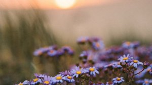 Очень красивое пение братьев! "Небесная любовь" Христианские красивые песни МСЦ ЕХБ