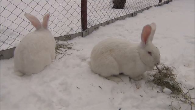 Секрет успешного кролиководства //100% покрытие крольчих смотреть онлайн