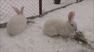 Секрет успешного кролиководства //100% покрытие крольчих